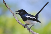 Copsychus albospecularis